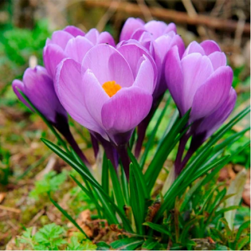 Barrs Purple